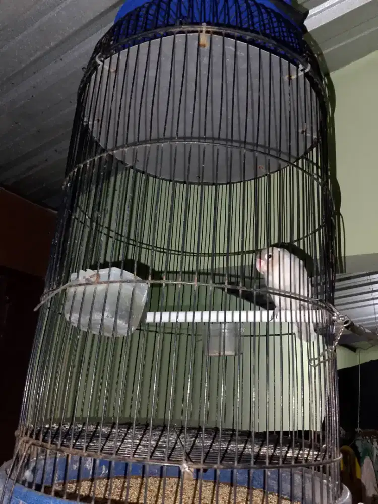 Jual burung love bird