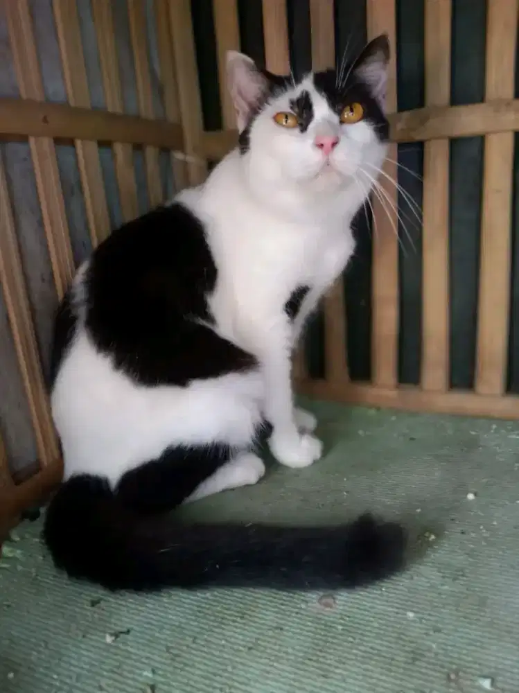 Kucing British Shorthair betina bigbon