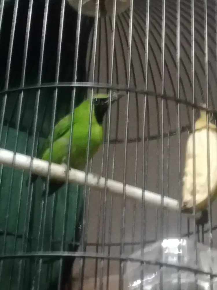 Isian burung murai batu