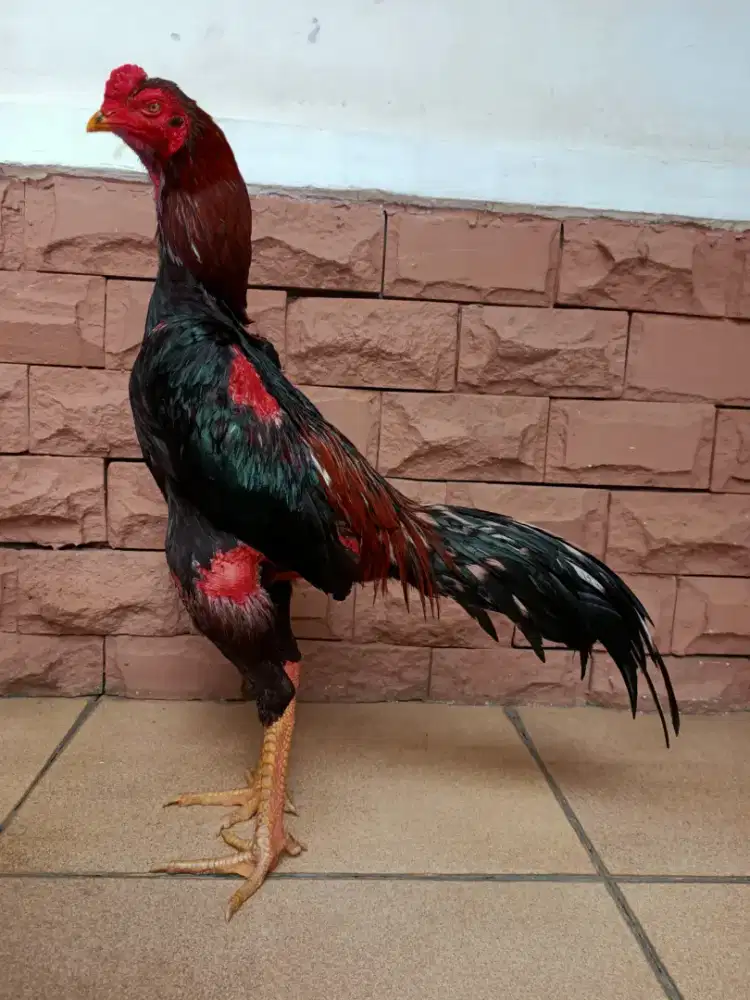 Ayam pakhoy x koyngon