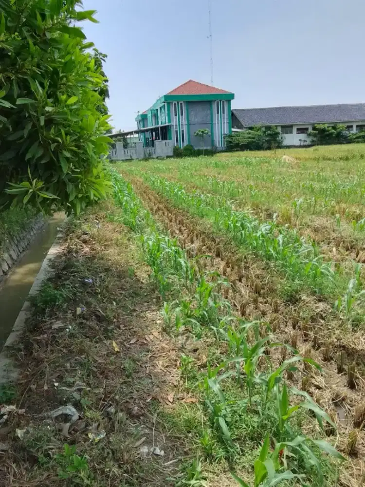 Dijual tanah sawah produktif 1,7 hektar bulakamba brebes
