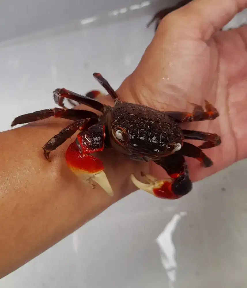 Kepiting Hias Spider Crab