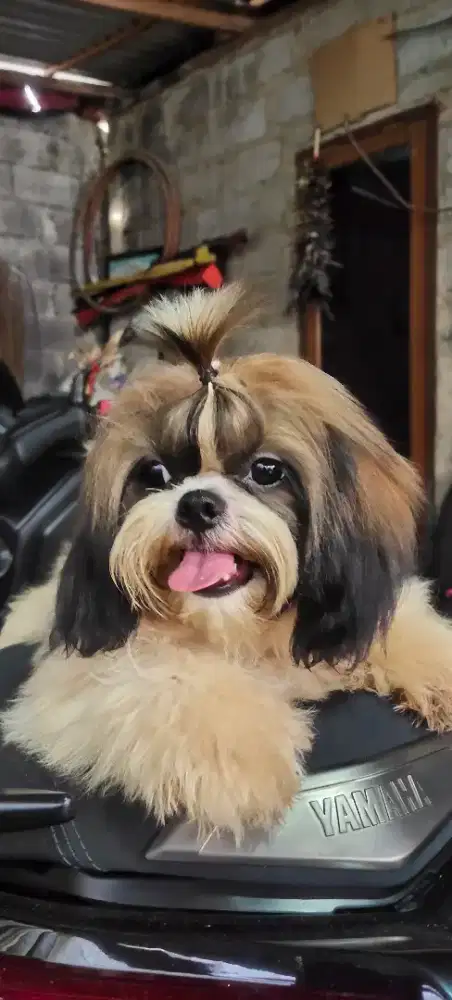 Puppy shih tzu jantan non stmbm