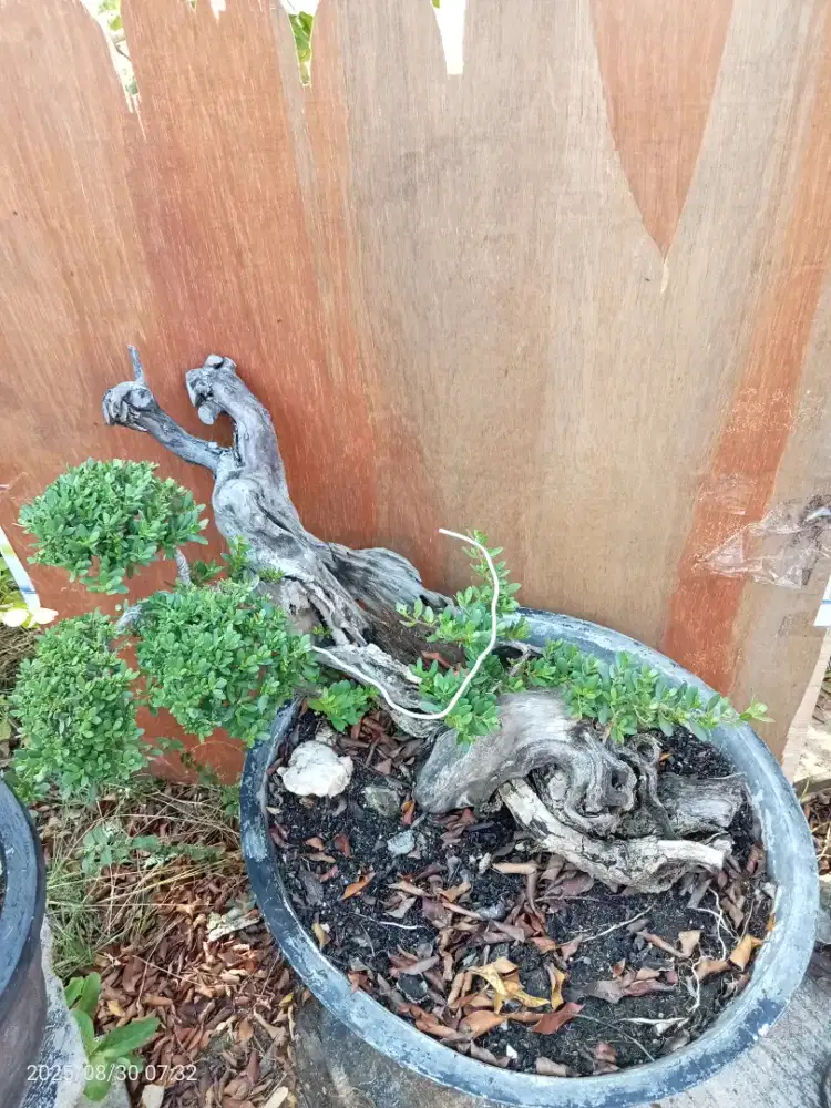 Bonsai Santigi Tanuki