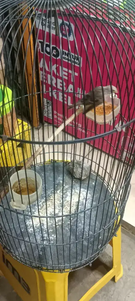 Mau nawarin barang sanger fulset