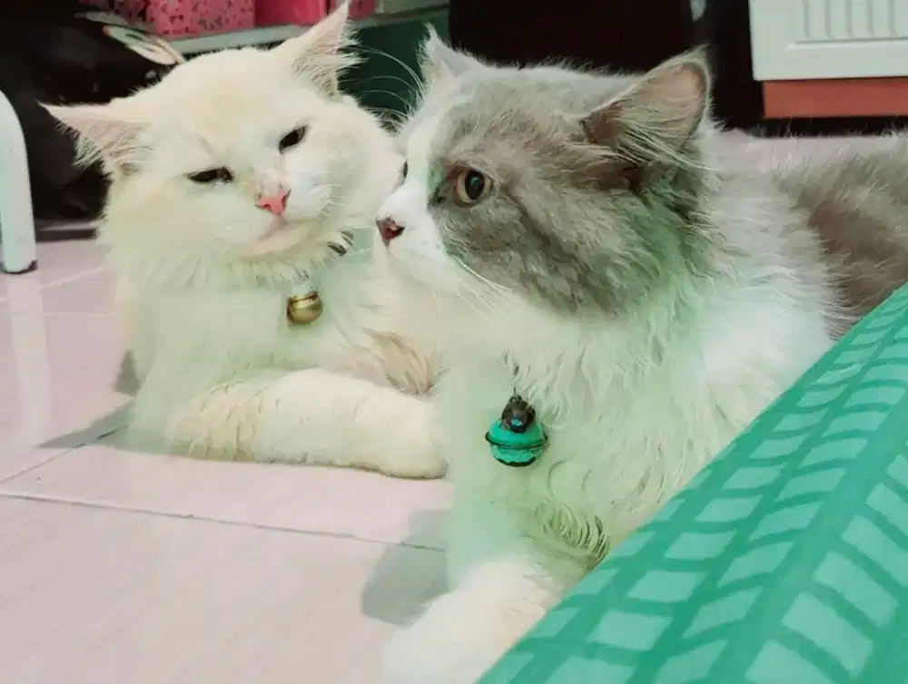 Jasa Titip Kucing harian