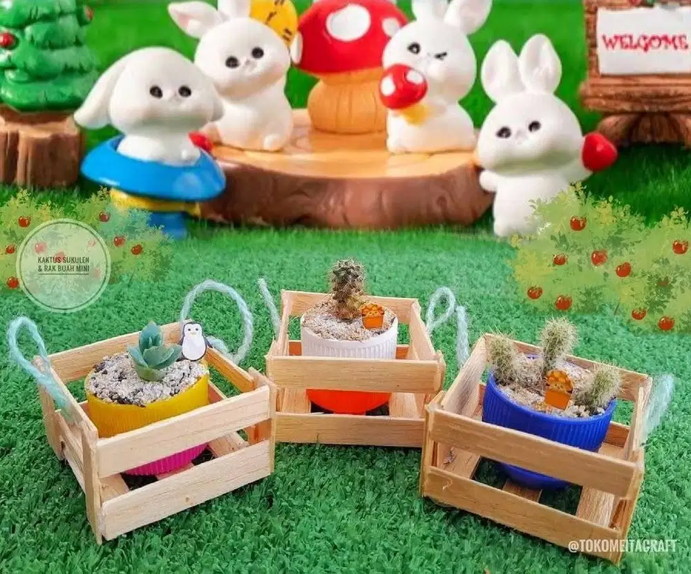 Kaktus Sukulen Mini dengan Rak Buah Mini