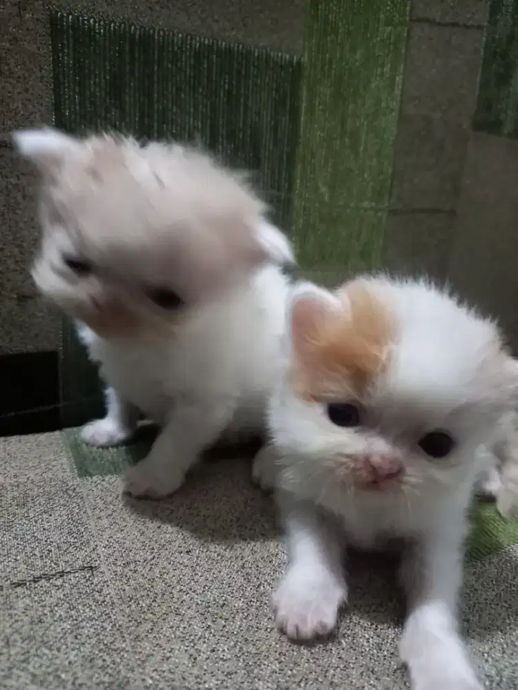 Open Adopt kitten persia peaknose