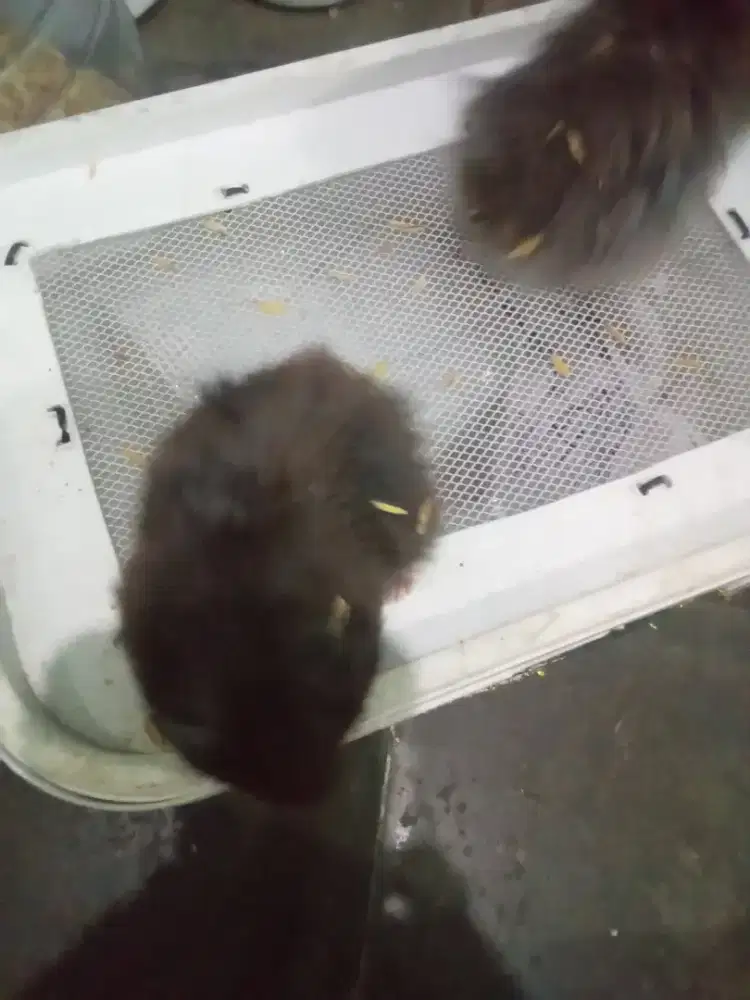 Mangga hamster sirian big bone hitam