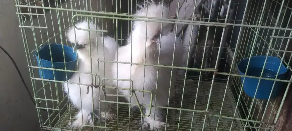 Ayam Silky, sepasang putih x putih