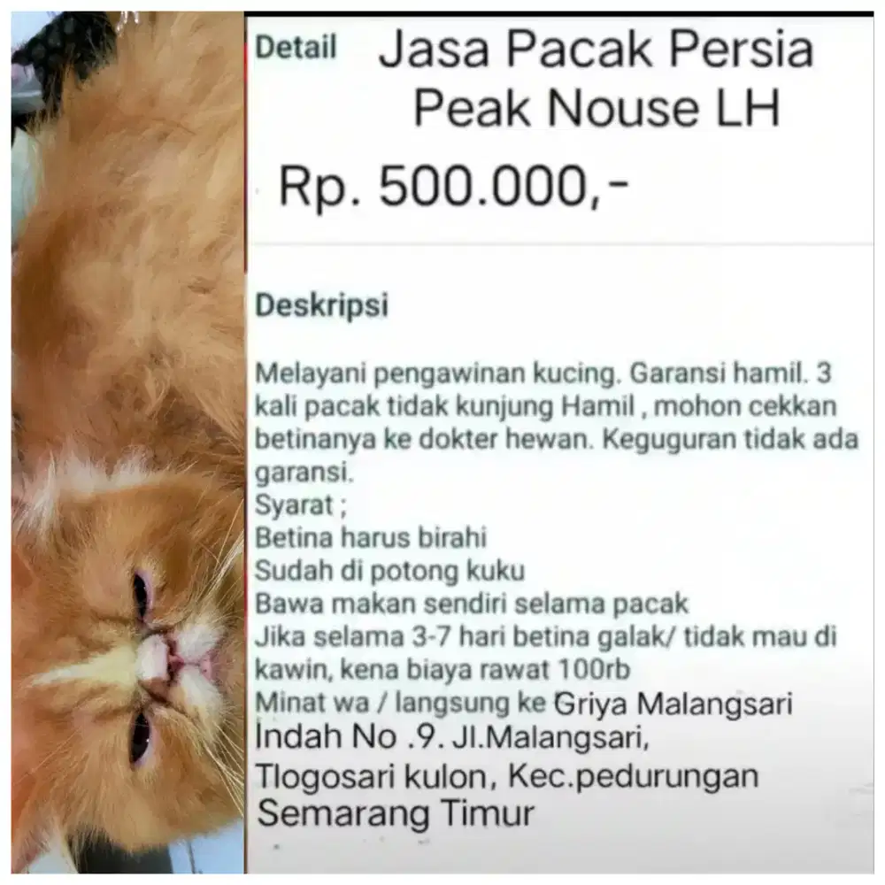 Jasa Pacak Persia Peak Nouse LH