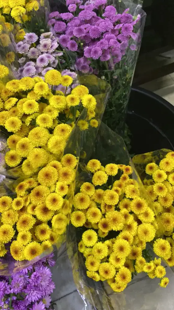 Bunga Aster Kuning — HSC2025