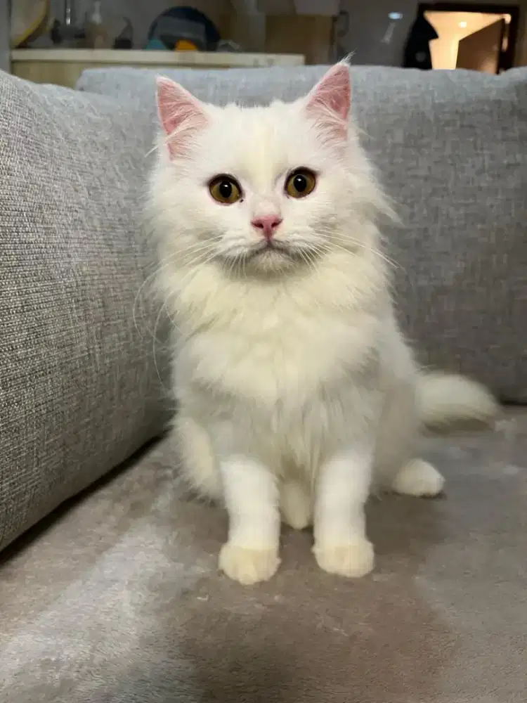 Di Jual kucing Persia long hair
