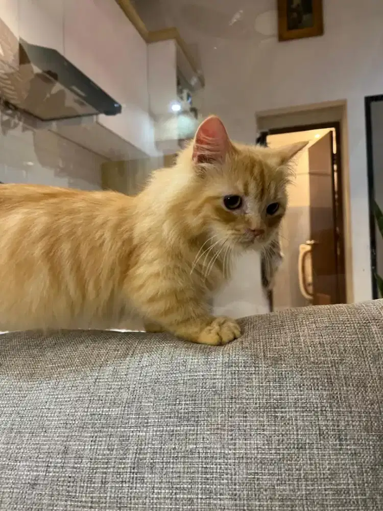 Di jual kucing Munchkin cebol