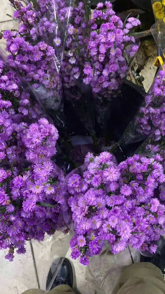 Bunga Aster Unggu — HSC2025