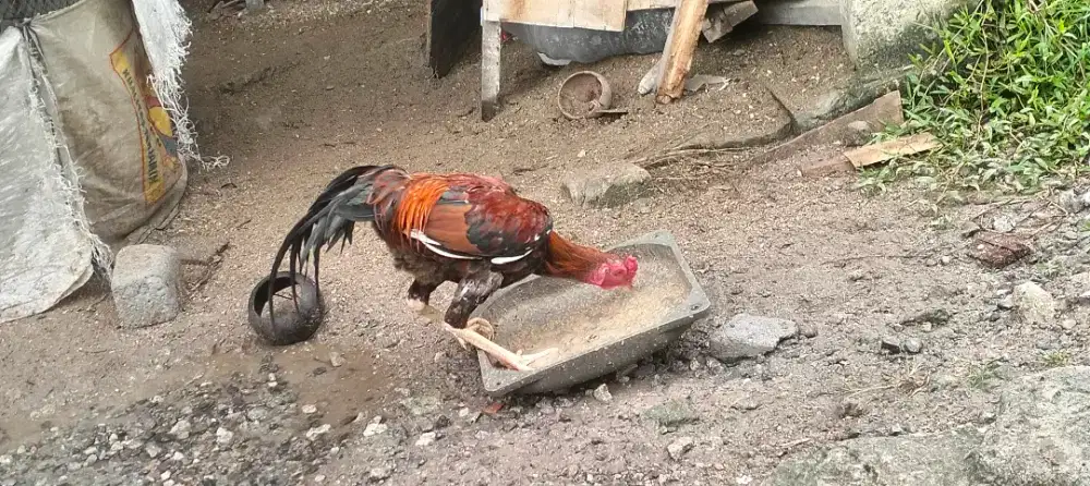 Ayam pamangon bahan