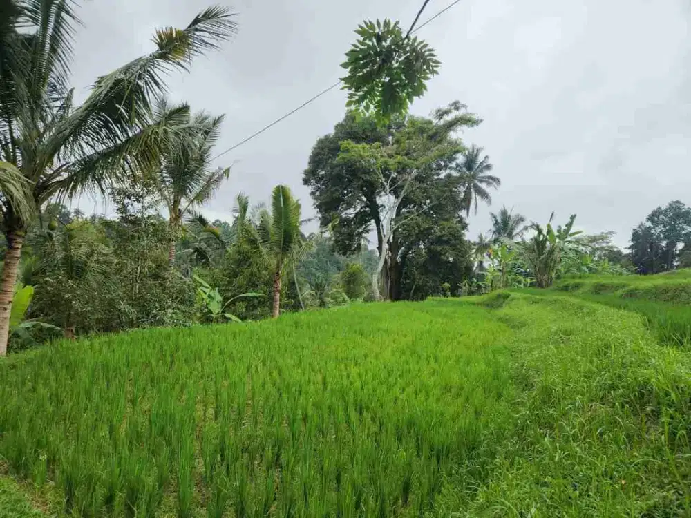 Tanah Cantik View Terasering Sawah Nuansa Bali Asri di Penebel