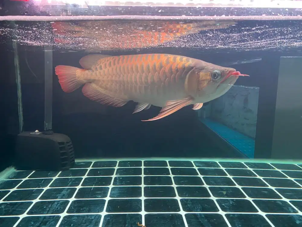 Ikan arwana mantap body sumo size 45cm up
