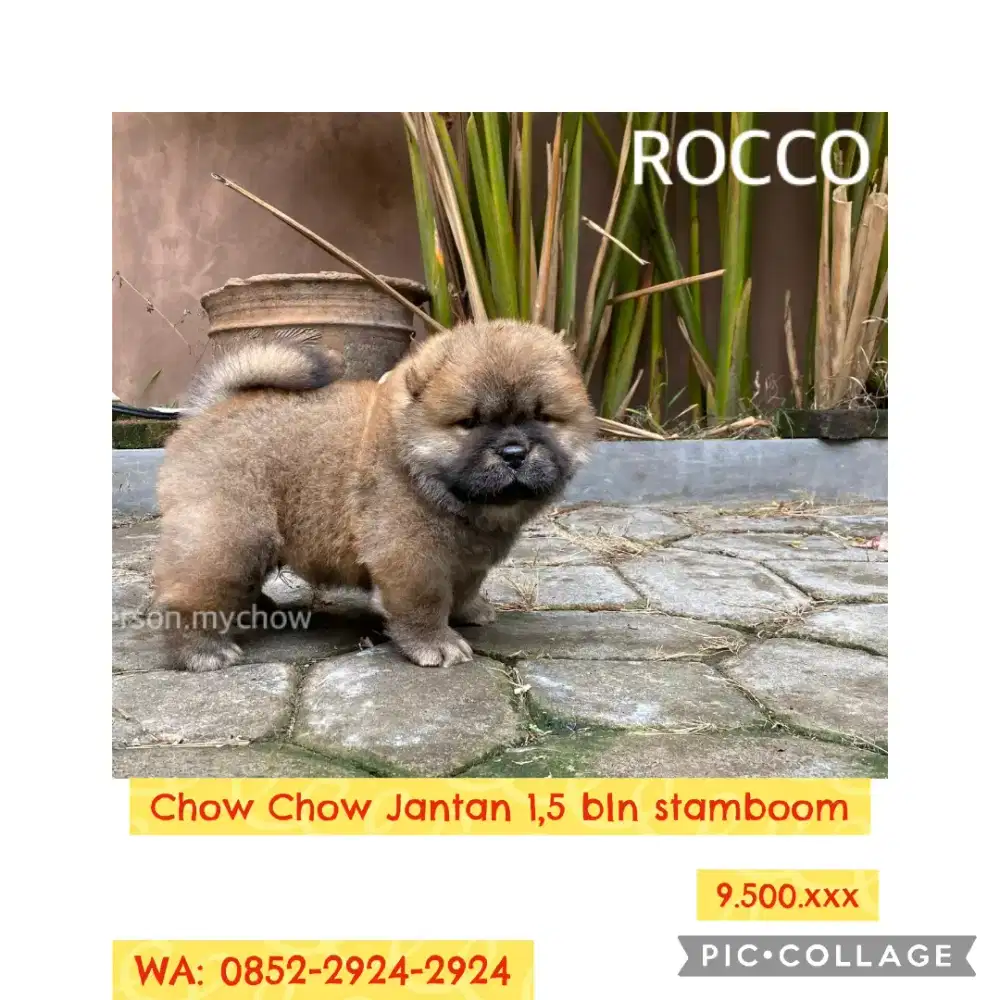 Chow Chow Jantan stamboom