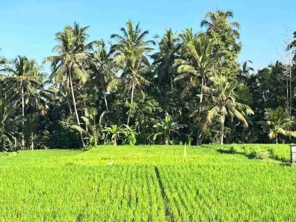 Tanah Cantik View Sawah & Sunset Area Tirta Tawar Ubud