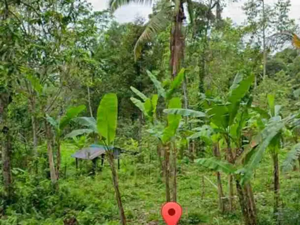 Tanah View Tebing Jungle di Tukad Penet Petang Badung