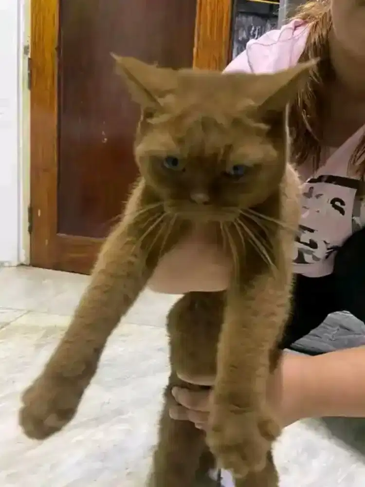 British shorthair cinamon betina 7 bulan