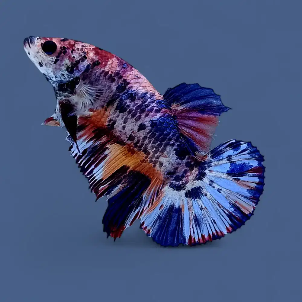 ikan cupang giant betina