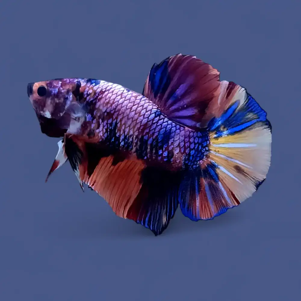 ikan cupang giant multi bo 5,2 cm