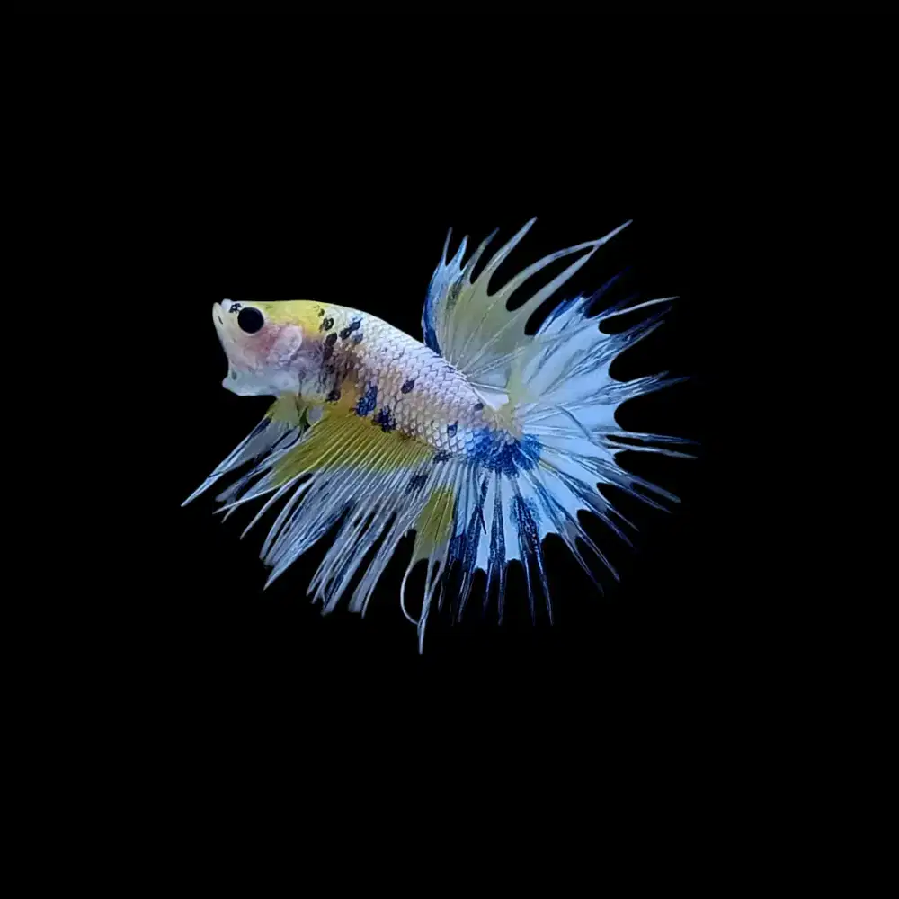 ikan cupang ct yellow fancy