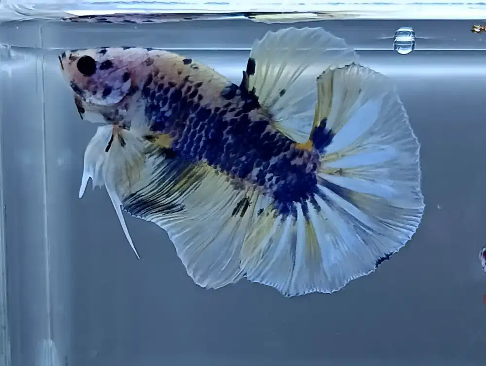 ikan cupang giant yellow fancy