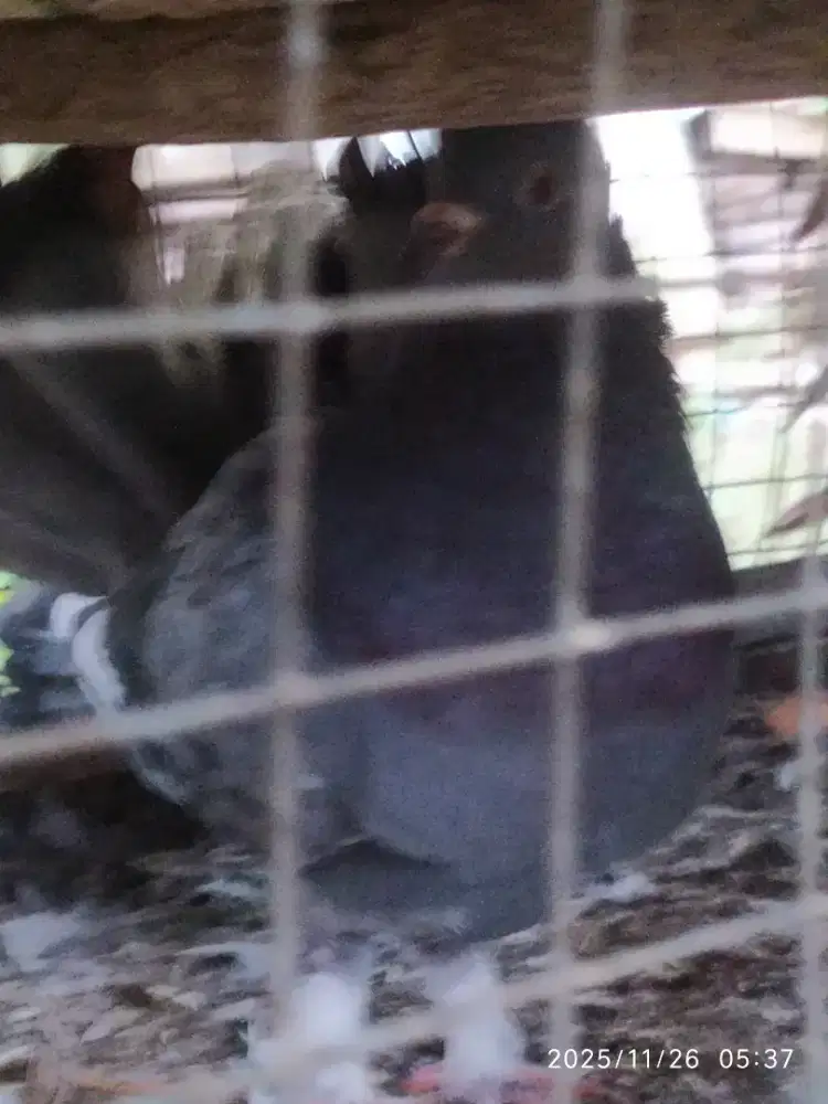 Jual satu burung merpati kipas Megan