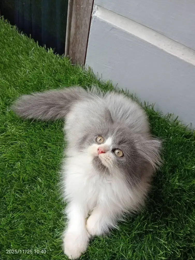 Persia longhair Jantan