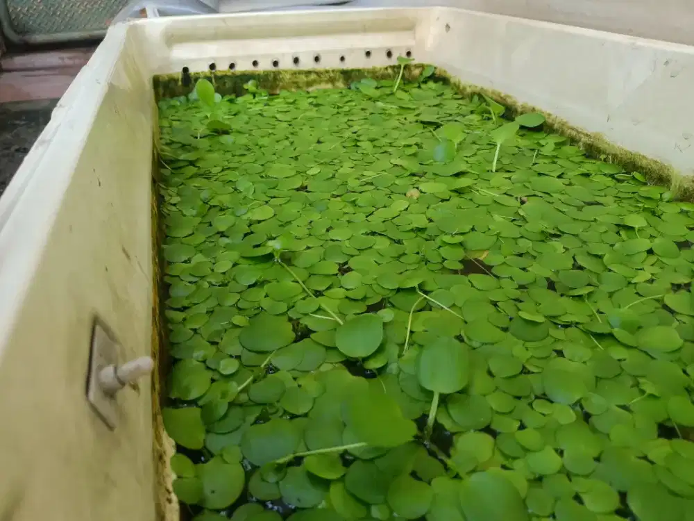 tanaman air Amazon frogbit