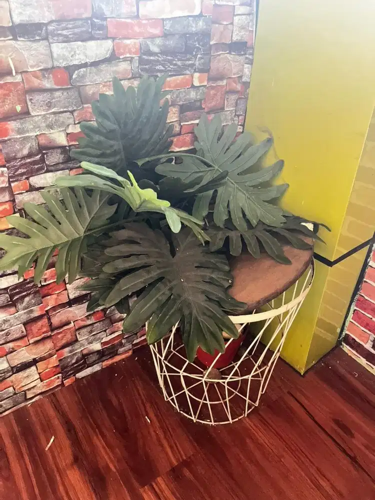 Tanaman Hias Philodendron – Dekorasi Ruangan Lebih Hidup & Elegan!