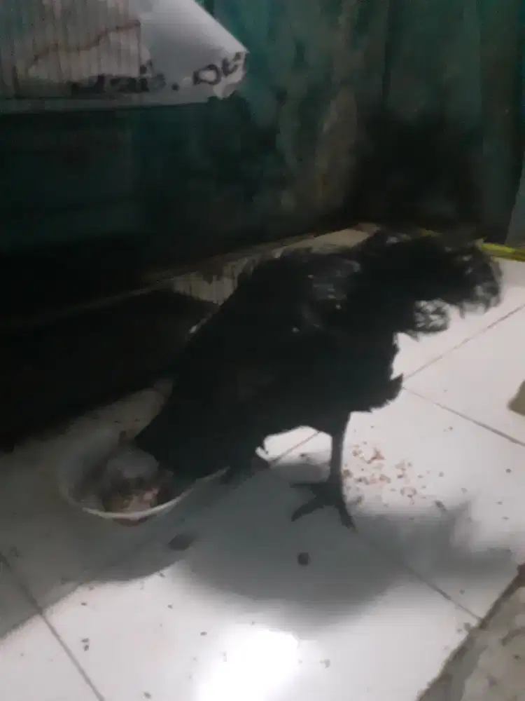 Ayam cemani 7 BLN jantan