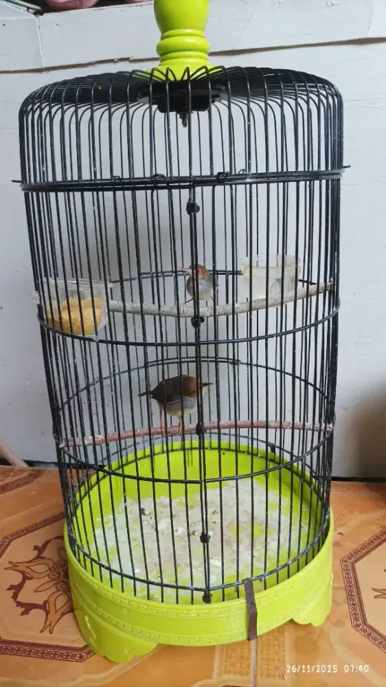 Prenjak atas sepasang gacor