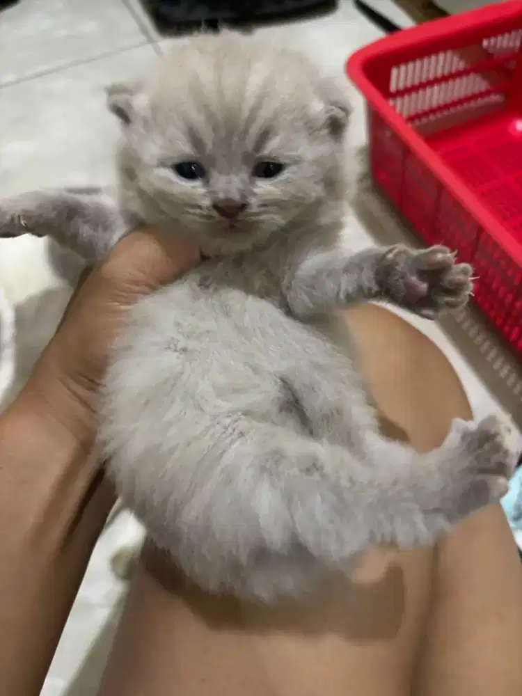 British shorthair ( BSH )