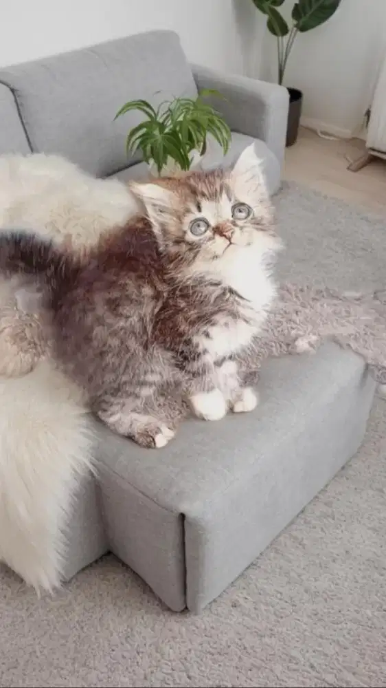 Kucing betina kitten