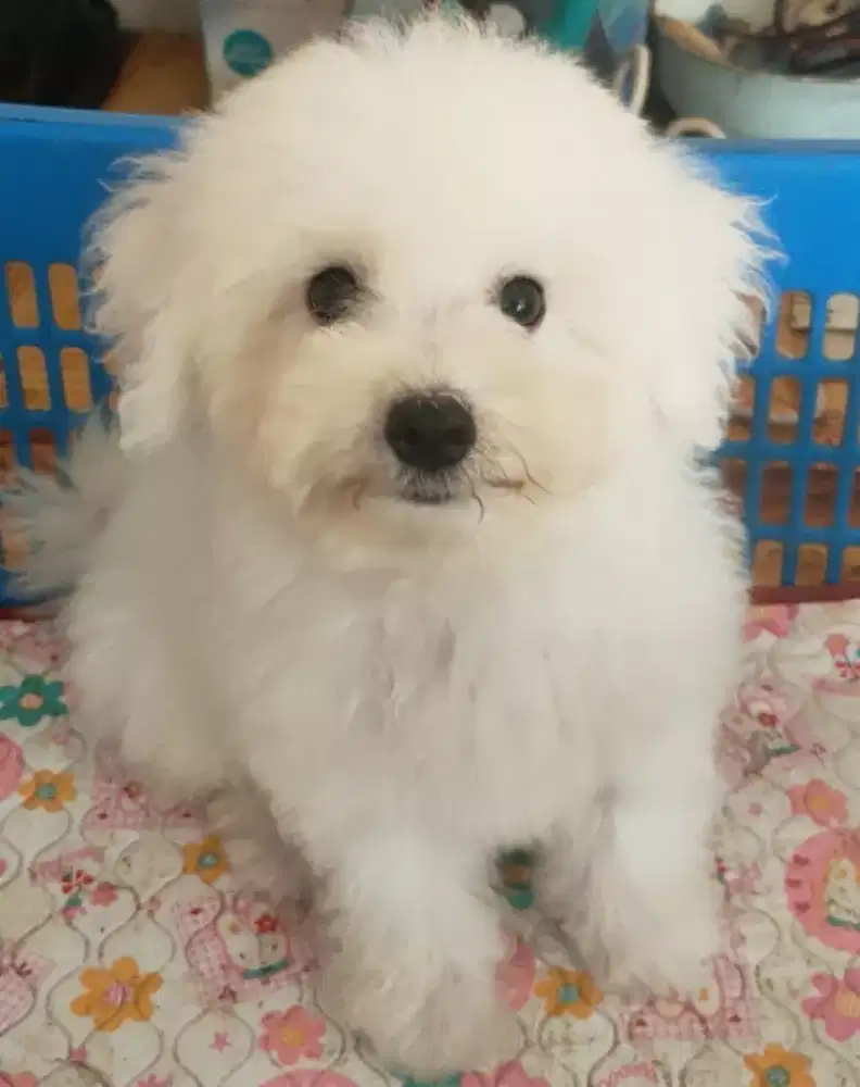 Bichon Frise jantan
