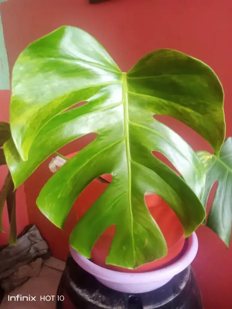 Tanaman Hias Monstera