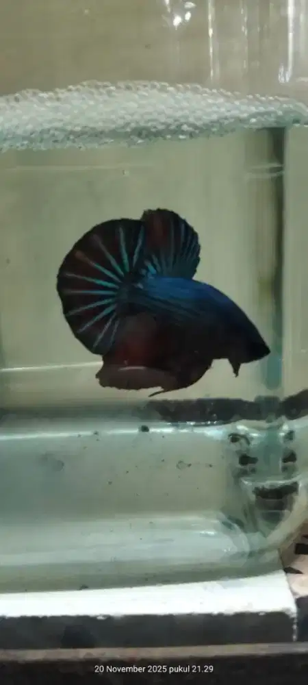 Jual Ikan Hias Cupang