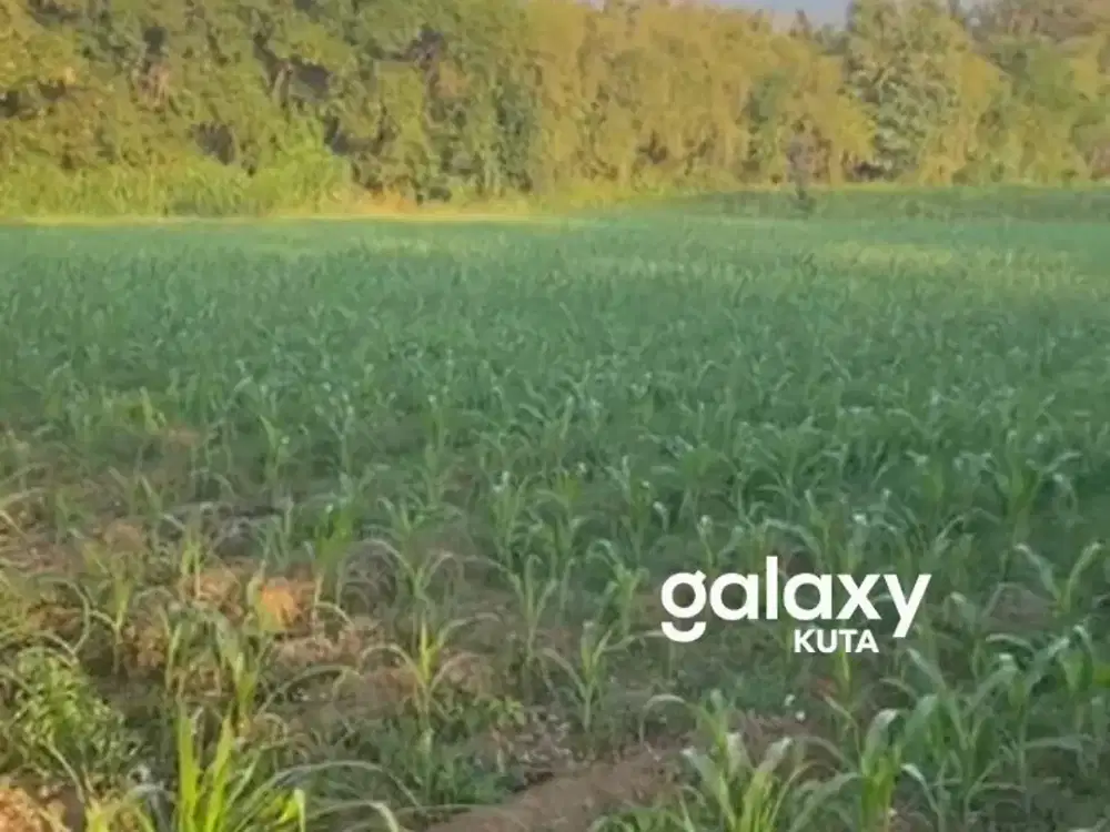 DIJUAL TANAH LEPAS PANTAI DI PEMUTERAN BULELENG, BALI