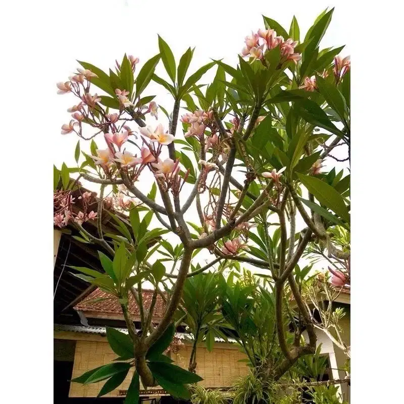 Pohon kamboja/jepun tinggi 70-1M