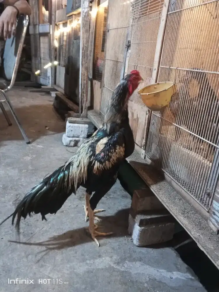 Ayam Bangkok selatan warna jalak