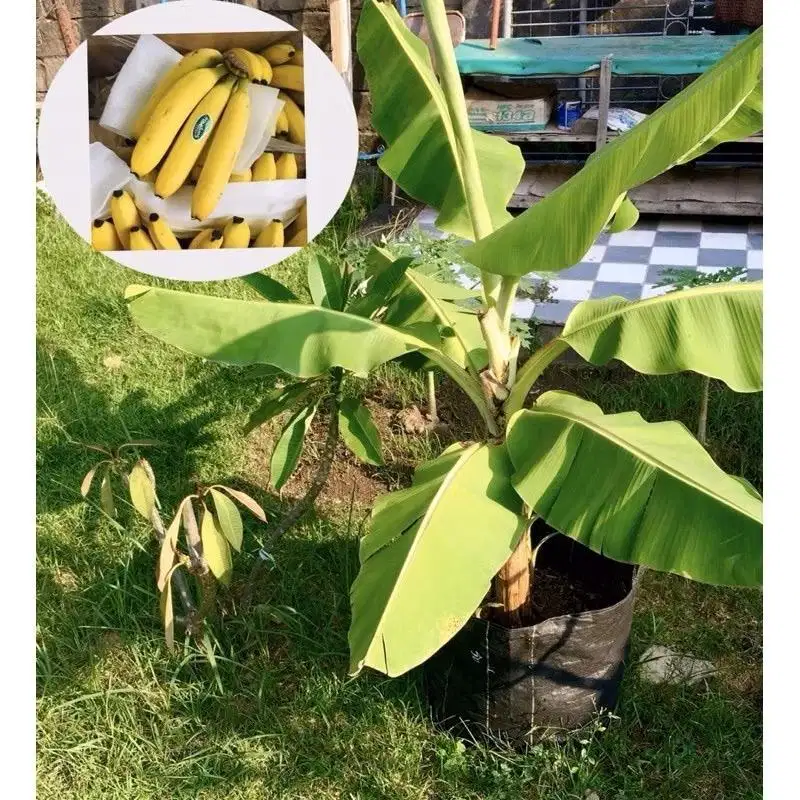 Bibit pohon pisang cavendis