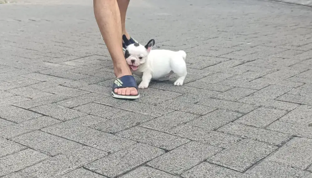 Jual French Bulldog Pied Betina Marking Bagus Kaki Pendek Kualitas