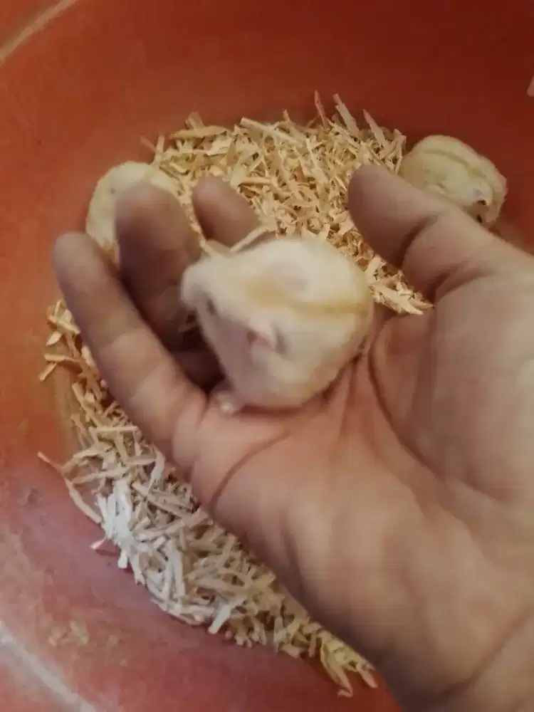 Hamster golden 3 ekpr