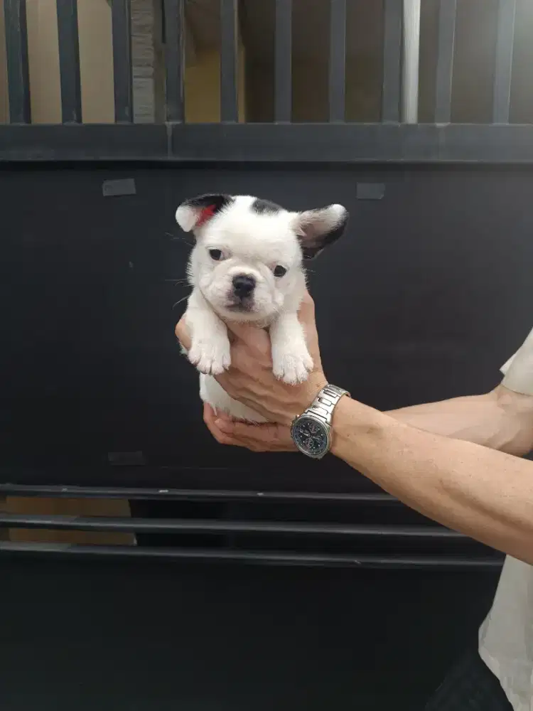 Jual French Bulldog Betina Pied Kualitas Marking Bagus