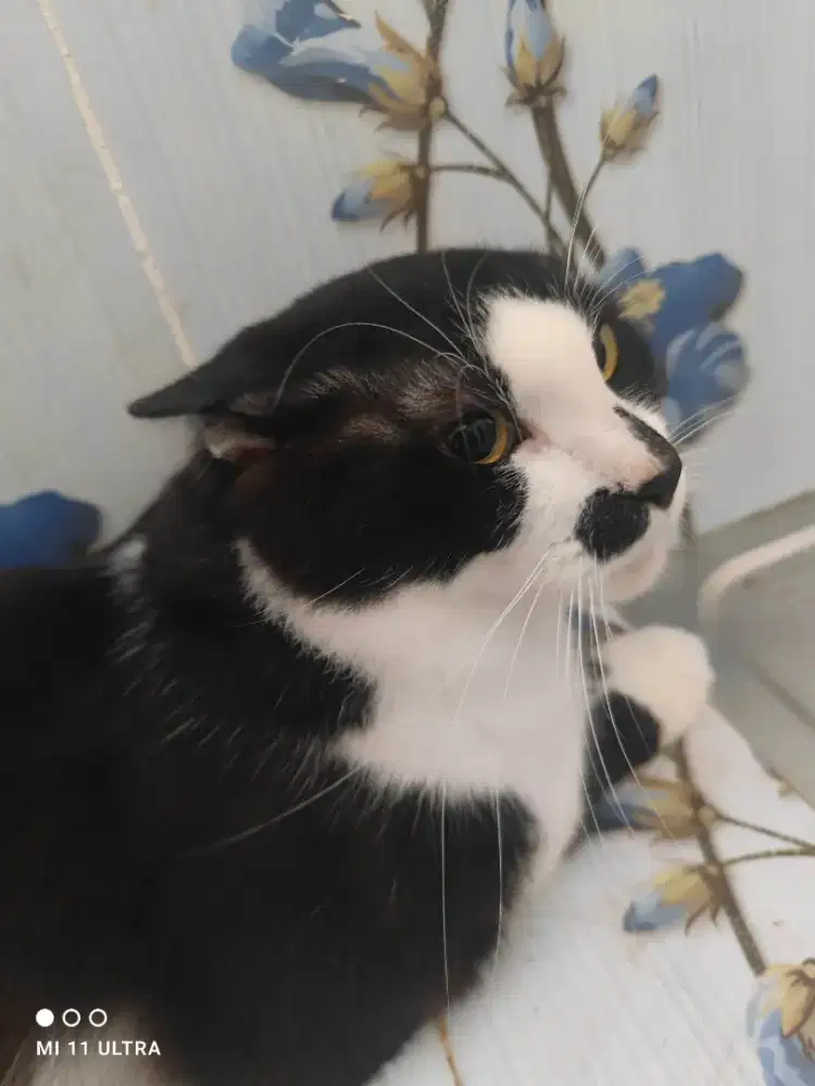 Lepas Adopt Kucing Persia Tuxedo Jantan