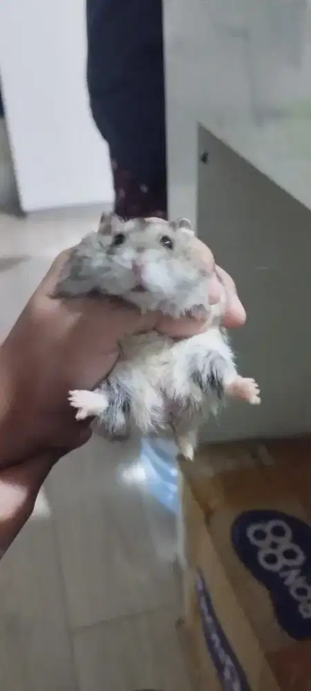 Hamster gemoy dan lucu